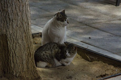 Pilar de la Horadada